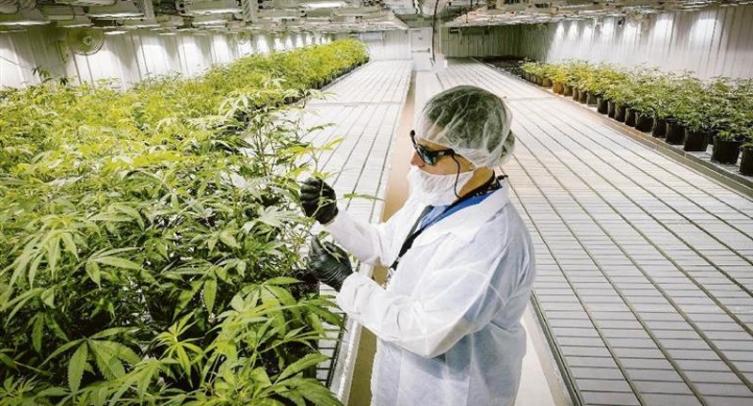 El cannabis ya cotiza mejor que el oro y el bitcoin