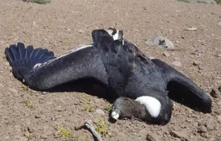 Mueren 23 cóndores andinos por agrotóxicos