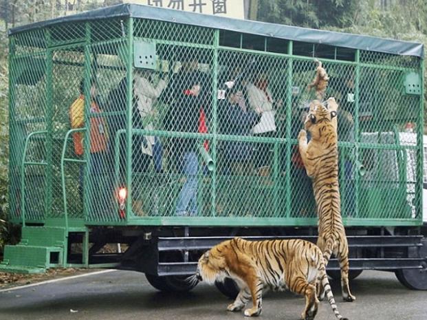 Un zoológico que encierra a la gente y deja a los animales libres impulsa el turismo