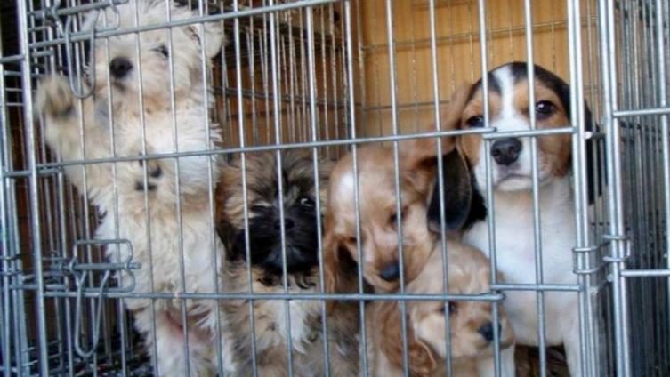Inglaterra prohibió la venta de cachorros en negocios