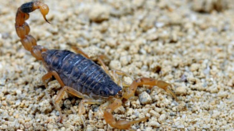 Brindan consejos ante la presencia de alacranes