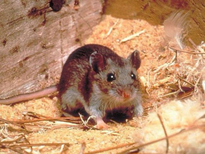 Brindan recomendaciones para prevenir el hantavirus
