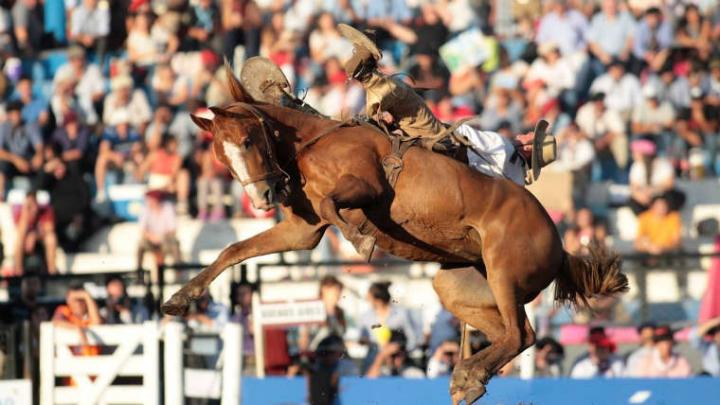 Murió un caballo en la jineteada de Jesús María