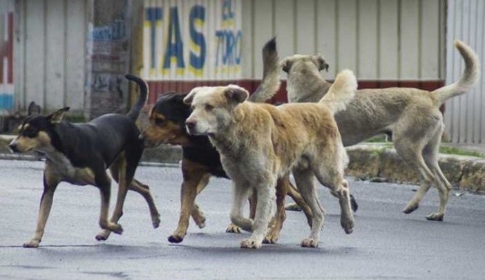 Marcha atrás al proyecto que legalizaba la matanza de perros