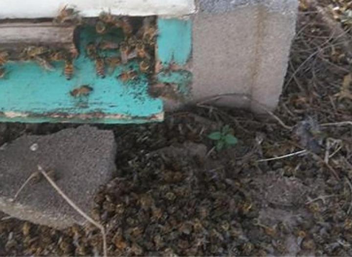 Un insecticida causó la muerte de 500 colmenas 