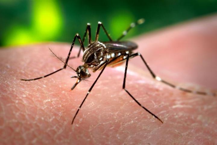 Detectaron un caso positivo de dengue en Santo Tomé
