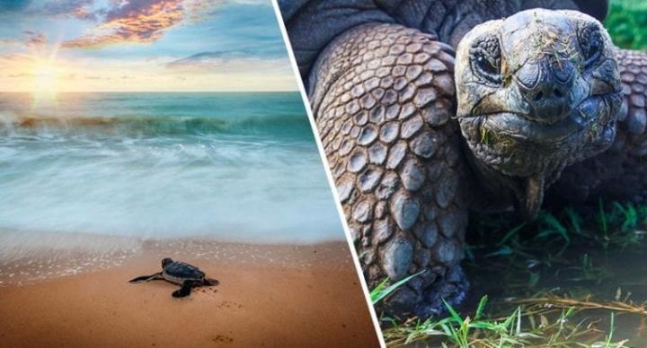 Tortugas de Galápagos vuelven a nacer por primera vez en 100 años