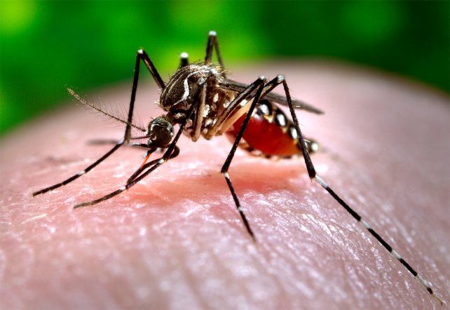 Son 11 los casos de dengue en la ciudad de Santa Fe