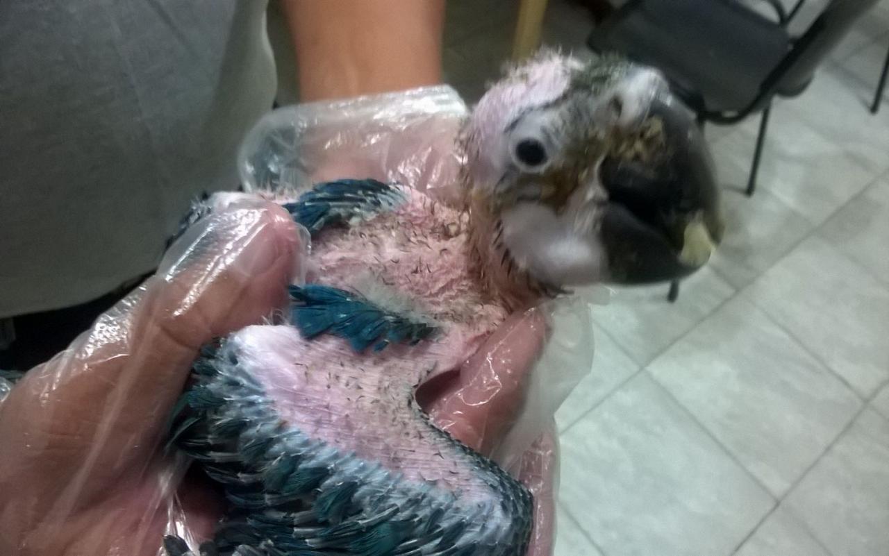 Secuestraron un pichón de guacamayo azul