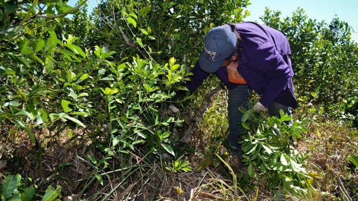 El drama de los tareferos de Misiones