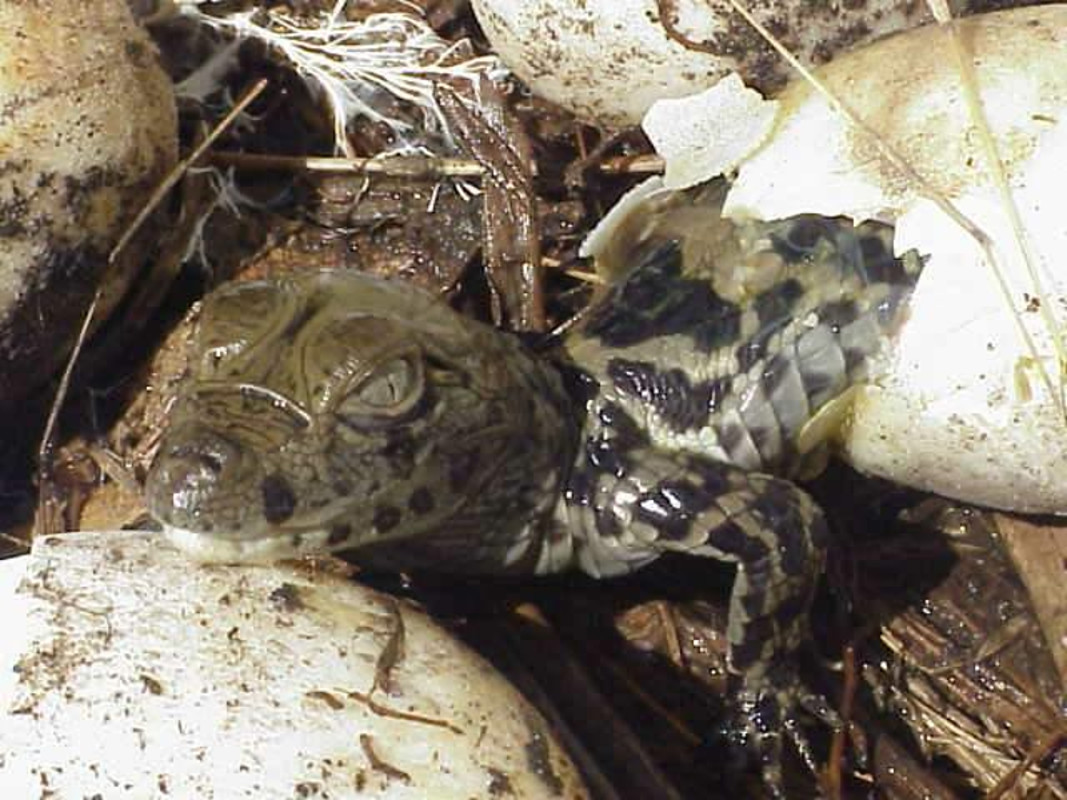 Se invita a participar de un mágico momento en la Granja La Esmeralda