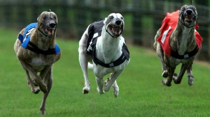 25 detenidos en una carrera clandestina de galgos