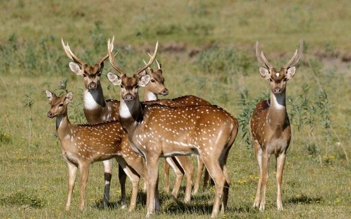 Autorizan a cazar especies exóticas en El Palmar