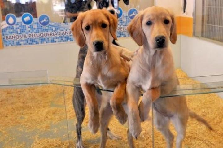 Prohíben exhibir animales en vidrieras de veterinarias