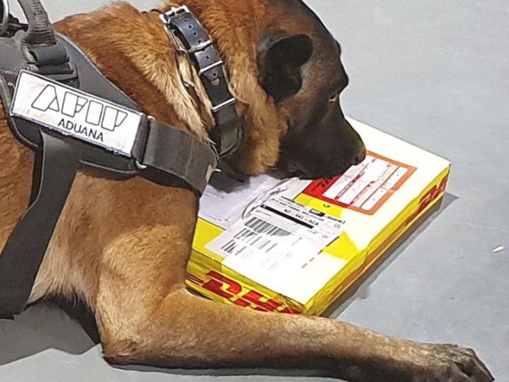 Perro halla cocaína y éxtasis en un libro infantil