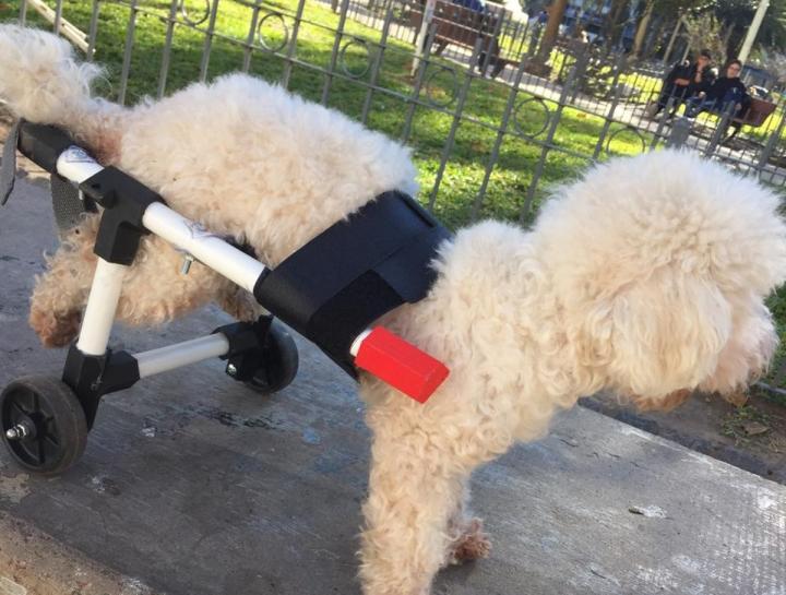 Un chico fabrica gratis sillas de ruedas para perros 