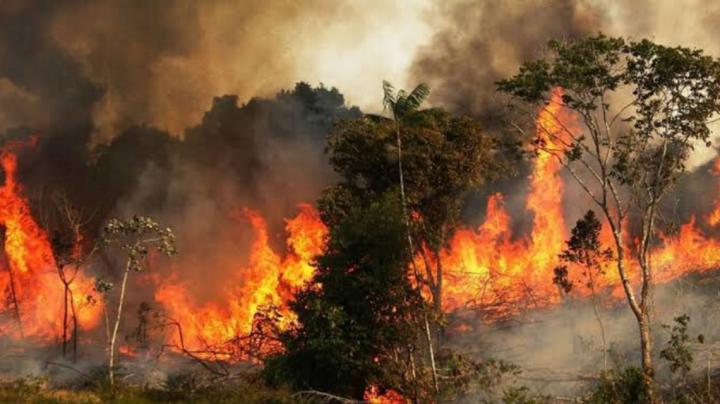 Amazonas: las llamas invaden el “pulmón del planeta” 