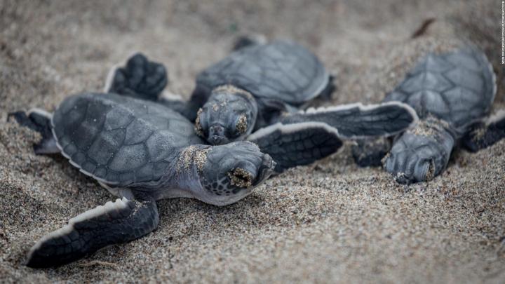 Nacen decenas de tortugas en peligro de extinción
