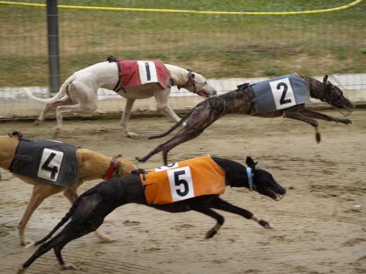 La policía secuestró 10 perros galgos