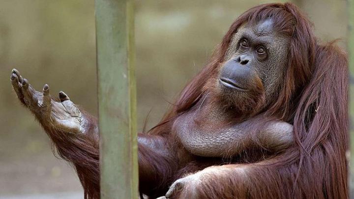 La orangutana Sandra será trasladada a EE.UU.