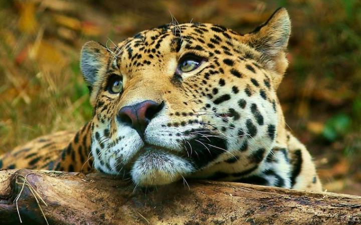 Filmaron al felino más grande de América 