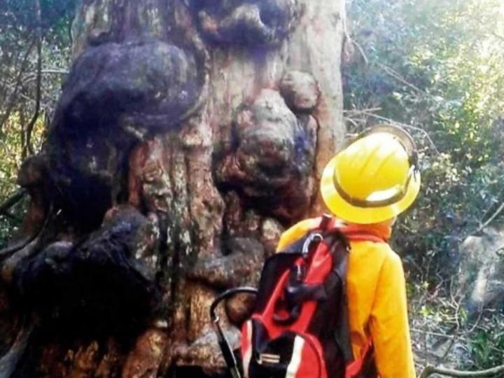 Prendió fuego para el mate y quemó el árbol más antiguo de Misiones 