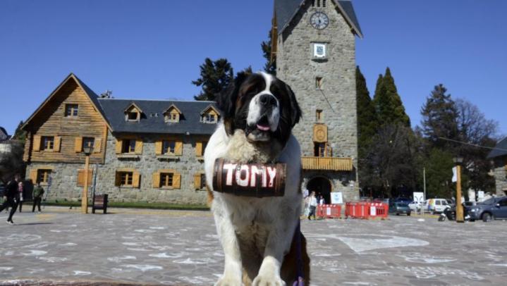 Quieren prohibir la foto con el San Bernardo en Bariloche