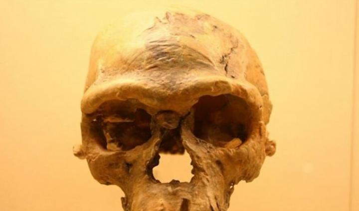 Hallan el origen de la humanidad