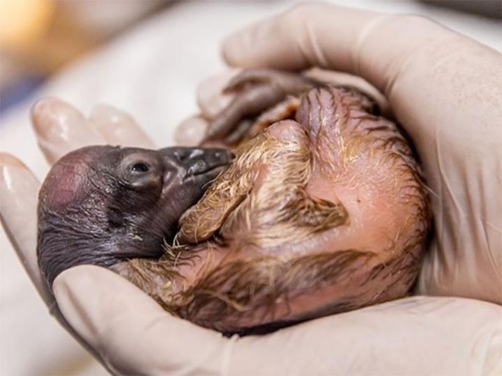 Nacieron dos cóndores en el Ecoparque porteño