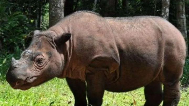  Murió el último rinoceronte de Sumatra
