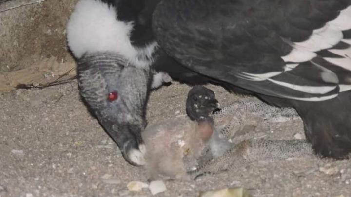 Nació el primer cóndor en cautiverio en Córdoba
