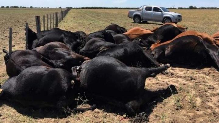 Un rayo fulminó a 22 vacas en La Pampa
