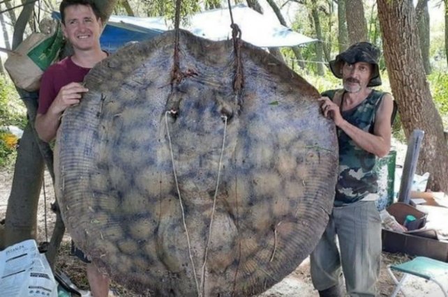 Pescan una raya gigante en el río Paraná