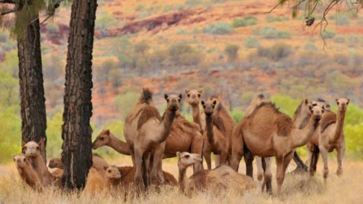 Australia: sacrificarán a 10.000 camellos 