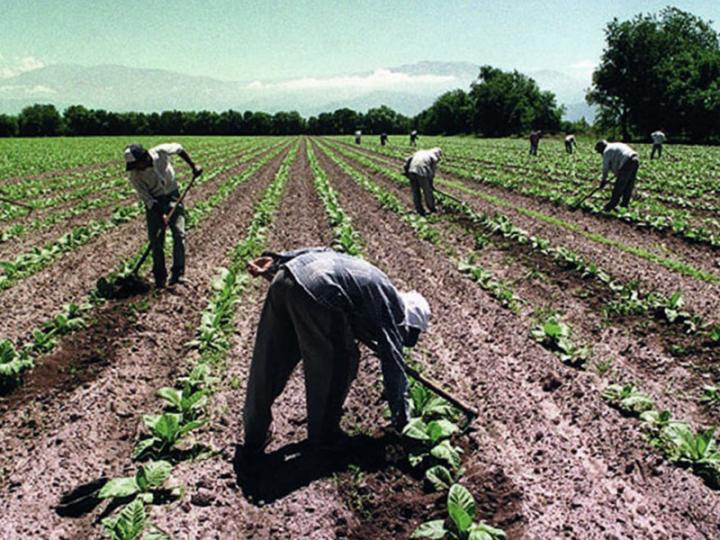El 83 % de los trabajadores rurales son “informales” 