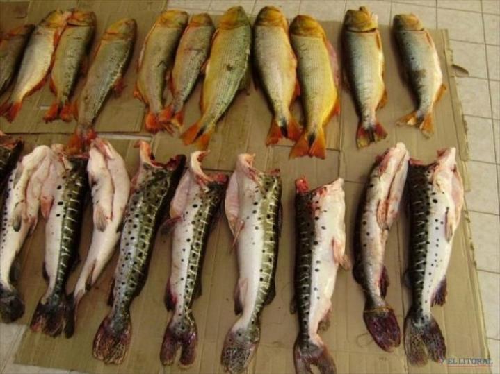 Devastación en el Paraná: sacan 50.000 surubíes por día