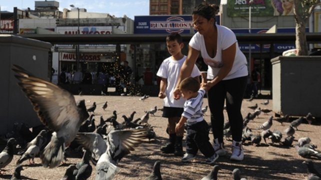 Superpoblación de palomas: piden cazarlas con gomeras o rifles