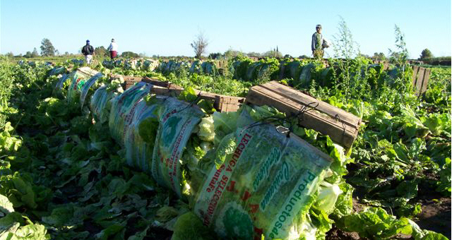 Lanzan créditos para diferentes productores