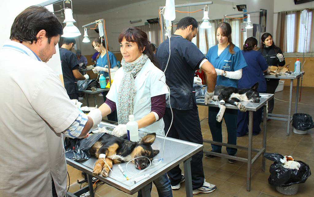 Realizarán un operativo intensivo de castración de mascotas