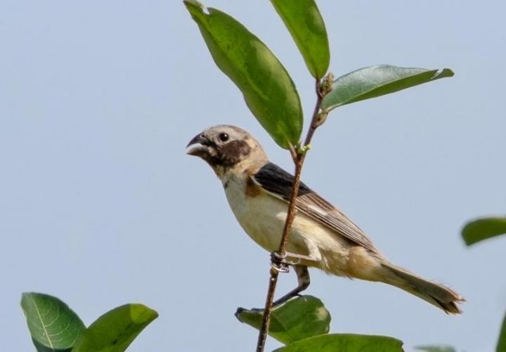 Declaran monumento natural al capuchino del Iberá 