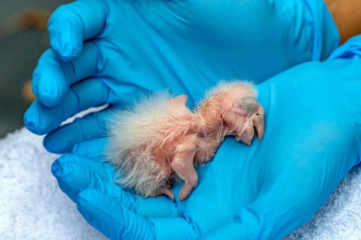 Nacen guacamayos rojos tras 150 años de extinción silvestre