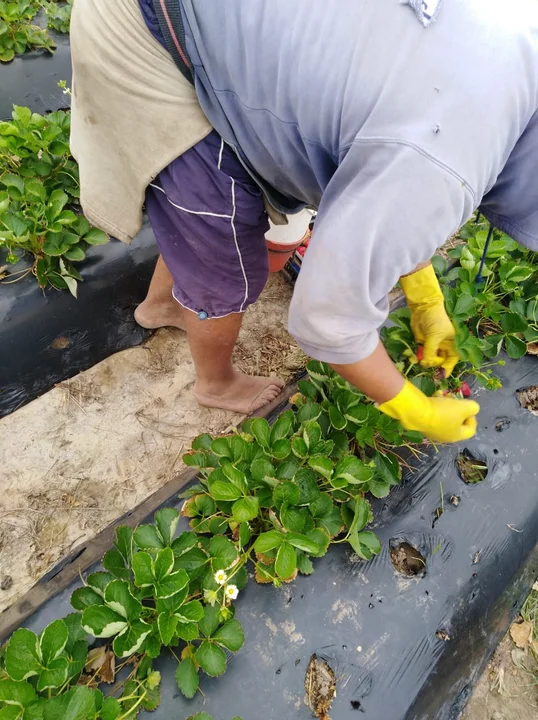 Explotan a trabajadores en un campo de frutilla