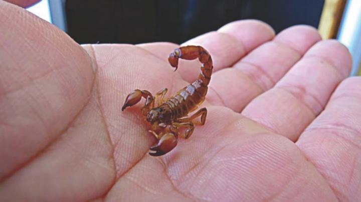 Consejos ante la presencia de alacranes 