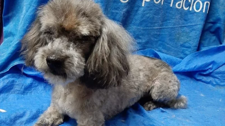 Le robaron el perro a un nene con autismo