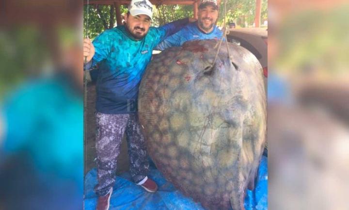 Pescaron una raya gigante de 190 kilos