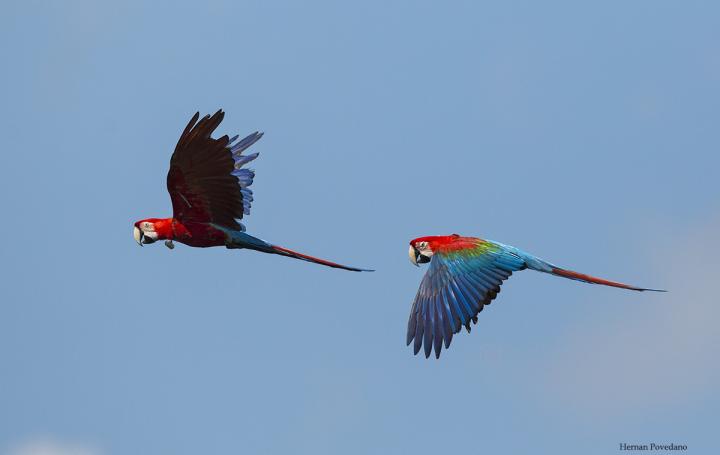 Vuelan guacamayos rojos en Corrientes
