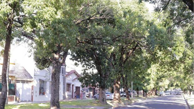 Paraná: sacarán 100 árboles de más de 80 años