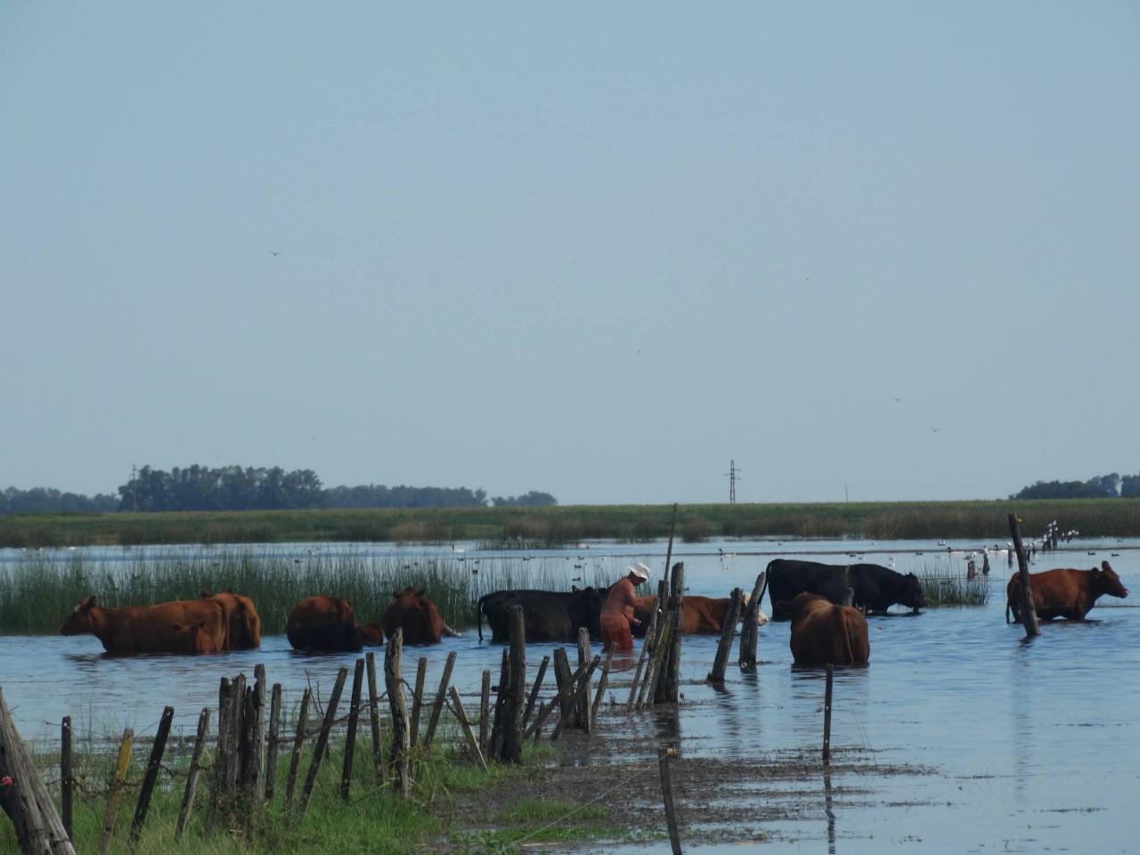 Decretaron la emergencia en la provincia de Santa Fe