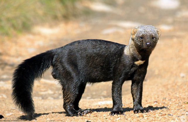 Avistaron dos especies animales nunca antes registradas