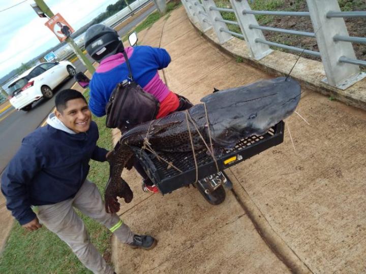 Pescó un surubí de 52 kg y se lo llevó en la moto